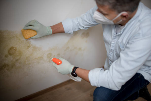 Best Office Mold Removal Services  in Northwest Harborcreek, PA