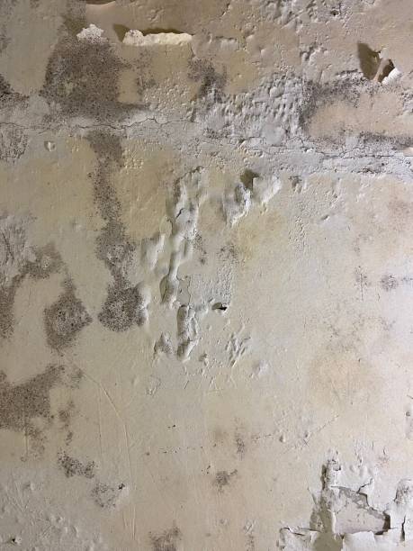 Best Toxic Mold Removal  in Northwest Harborcreek, PA
