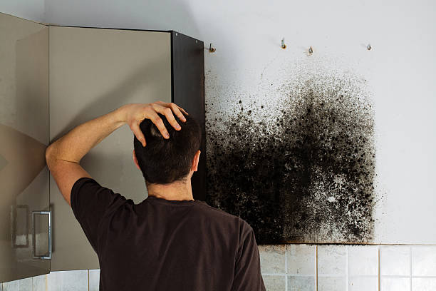 Best Fast Mold Removal  in Northwest Harborcreek, PA