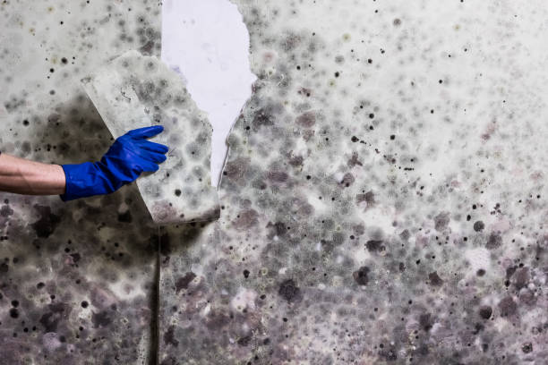 Best Crawl Space Mold Removal  in Northwest Harborcreek, PA
